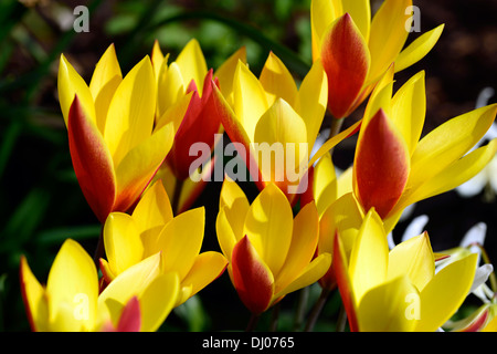 Tulipa clusiana var chrysantha tubergens gem lady tulip approfondimento il fuoco selettivo fioritura fiori di primavera rosso giallo arancione Foto Stock