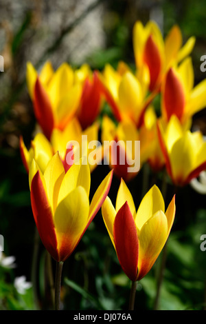 Tulipa clusiana var chrysantha tubergens gem lady tulip approfondimento il fuoco selettivo fioritura fiori di primavera rosso giallo arancione Foto Stock