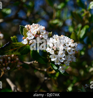 Viburnum tinus snowball fiori bianchi flowerhead closeup messa a fuoco selettiva di piante arbustive ritratti petali di fiori Foto Stock