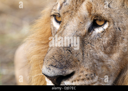 faccia di leoni Foto Stock