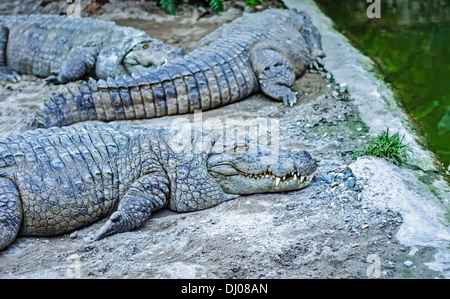 I coccodrilli, Marsh coccodrilli, Crocodylus palustris, in cattività a Amo Chu coccodrillo Centro di Conservazione, Phuentsholing, Bhutan Foto Stock