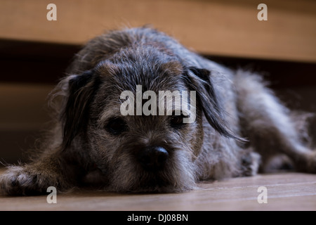 Border terrier cane viso corpo orecchie occhi sonno bocca Foto Stock