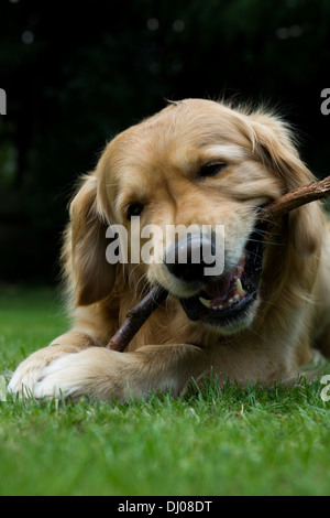 Il golden retriever Labrador giocando fuori stick Foto Stock