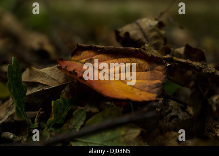 Le foglie morte scesa la modifica dei colori di autunno Foto Stock