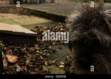 Border terrier fuori faccia autunno foglie morte leafs Foto Stock