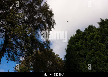 Le foglie morte scesa la modifica dei colori di autunno Foto Stock