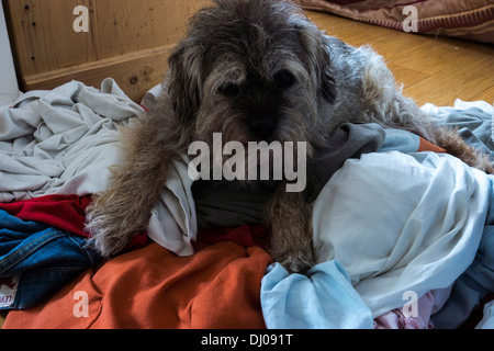 Border terrier vecchio cane che stabilisce bundle di lavaggio Foto Stock