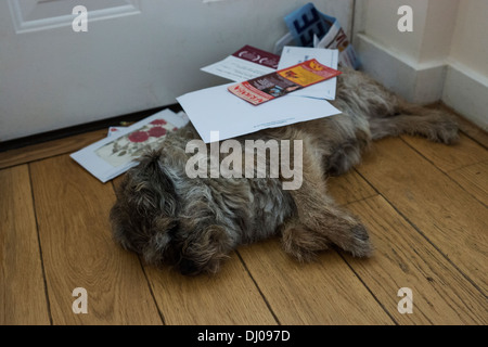 Border terrier cane post posa porta anteriore interno Foto Stock