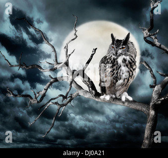 Owl appollaiate su un albero contro la luna Foto Stock