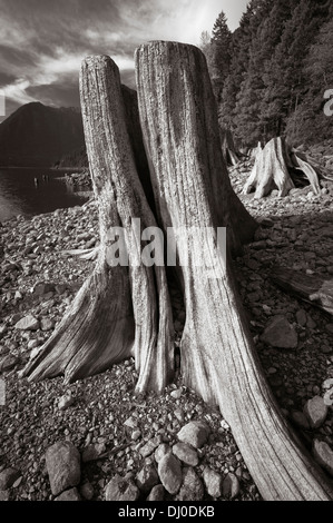 Acqua bassa esporre il litorale del Lago Cushman, Mason County, Washington Foto Stock