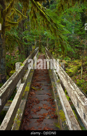 Shady Lane Trail, Area di scala, il Parco Nazionale di Olympic, Washington Foto Stock