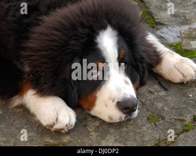 Bovaro del Bernese cucciolo Foto Stock