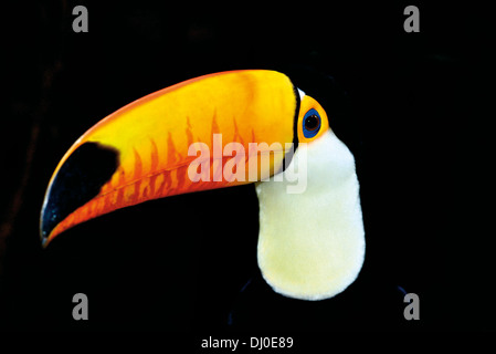 Il Brasile, Iguassu National Park: Toco Toucan (Ramphastos toco) Foto Stock