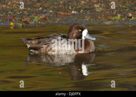 Lesser Scaup - Aythya affinis femmina Foto Stock