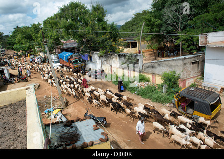 Allevamento di capre proveniente attraverso un rurale villaggio indiano. Andhra Pradesh, India Foto Stock