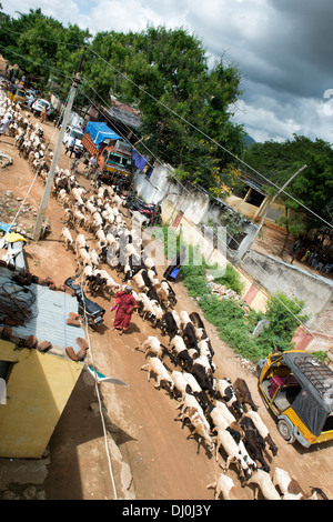 Allevamento di capre proveniente attraverso un rurale villaggio indiano. Andhra Pradesh, India Foto Stock