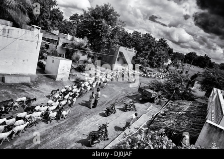 Allevamento di capre proveniente attraverso un rurale villaggio indiano. Andhra Pradesh, India. Monocromatico Foto Stock