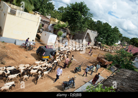 Allevamento di capre proveniente attraverso un rurale villaggio indiano. Andhra Pradesh, India Foto Stock