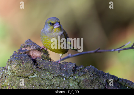 Cardellino Carduelis caduelis (Fringillidae) Foto Stock