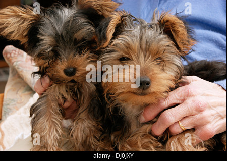 Carino Yorkshire terrier cuccioli avente una coccola Foto Stock