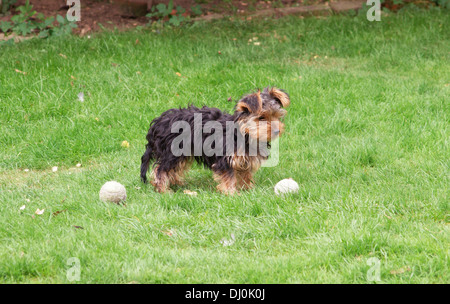 Carino Yorkshire terrier cucciolo di cane in giardino in attesa di giocare a palla Foto Stock
