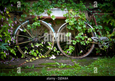 Due vecchie biciclette appoggiata contro la parete e coperto con ricoperta di fiori Foto Stock