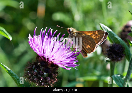 Essex Skipper (Thymelicus lineola) su Thistle. Vista laterale. Foto Stock