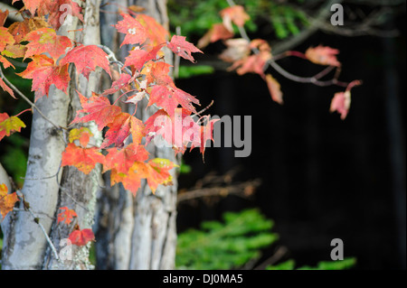 Foglie di acero in autunno colori Foto Stock