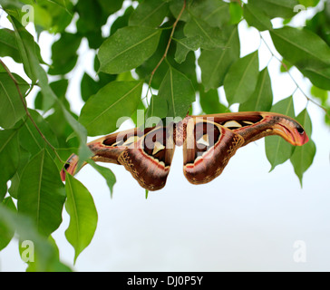 Atlas moth (Attacus atlas) in zoo a farfalla, Schmetterlinghaus nel giardino imperiale di Vienna, Austria Foto Stock