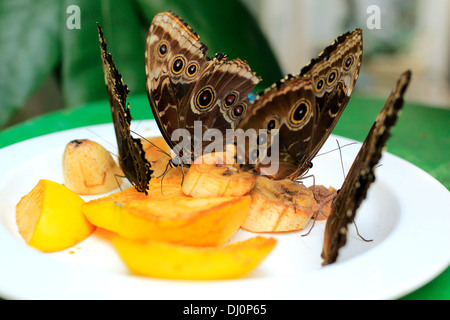 Farfalla civetta in zoo a farfalla, Schmetterlinghaus nel giardino imperiale di Vienna, Austria Foto Stock