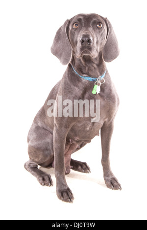 Weimaraner blu singolo femmina adulti seduti in un studio Foto Stock