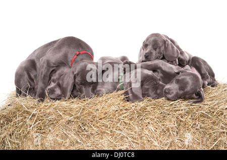 Blue weimaraner Gruppo di cuccioli dormire in un studio Foto Stock