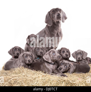 Blue weimaraner Gruppo di cuccioli e adulti in un monolocale Foto Stock
