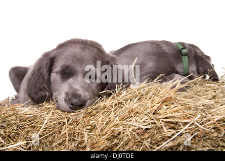 Blu Singolo weimaraner cucciolo di riposo in studio Foto Stock