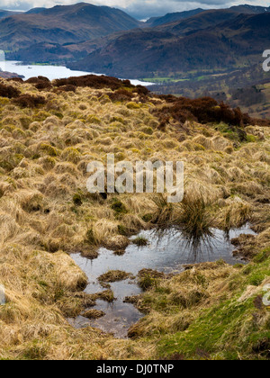 Vista guardando verso il basso e verso la Ullswater da Gowbarrow Park nel Parco nazionale del Lake District in Cumbria Inghilterra REGNO UNITO Foto Stock