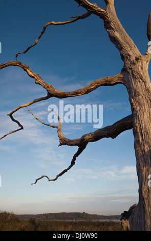 Benacre Beach, Suffolk, Regno Unito Foto Stock