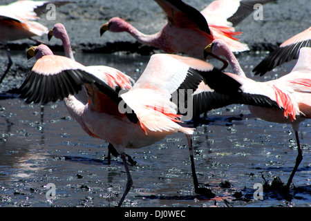 Fenicotteri rosa di decollare da una laguna in Bolivia Foto Stock