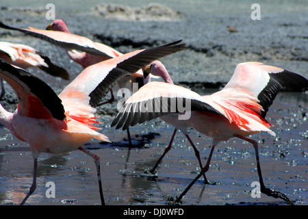 Fenicotteri rosa di decollare da una laguna in Bolivia Foto Stock