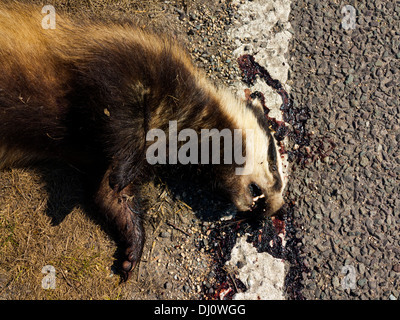 Badger morto ucciso dal passaggio auto su una strada in Derbyshire England Regno Unito Foto Stock