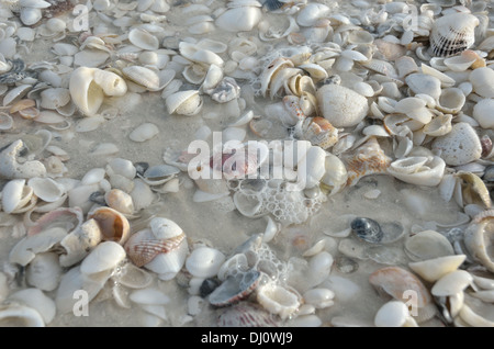 Conchiglie di mare su Marco Island Foto Stock