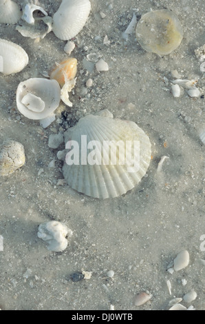 Conchiglie di mare su Marco Island Foto Stock