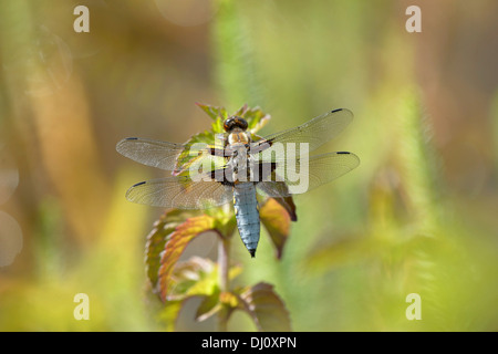 Ampia corposo Chaser Dragonfly (Libellula depressa) maschio a riposo su acqua menta, Oxfordshire, Inghilterra, Luglio Foto Stock