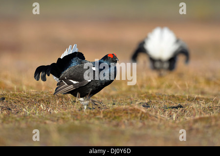 Forcelli (Tetrao tetrix) due maschi visualizzando a lek, Finlandia, Aprile Foto Stock