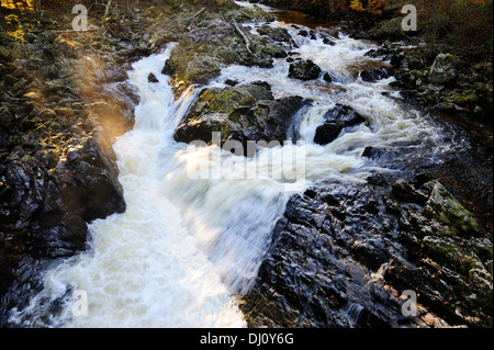 Cade di Feugh vicino a Banchory, Aberdeenshire, Scozia Foto Stock