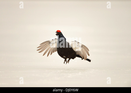 Forcelli (Tetrao tetrix) maschio del salto e la visualizzazione a lek, su ghiaccio, Finlandia, Aprile Foto Stock