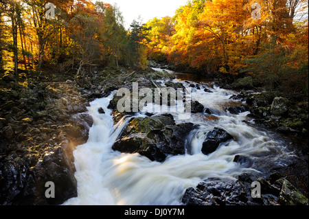 Cade di Feugh vicino a Banchory, Aberdeenshire, Scozia Foto Stock
