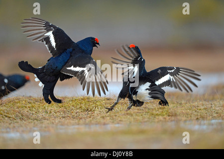 Forcelli (Tetrao tetrix) due maschi combattimenti a lek, Finlandia, Aprile Foto Stock