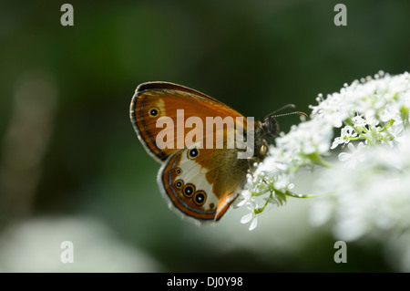 La brughiera di perla butterfly (Coenonympha arcania) Foto Stock
