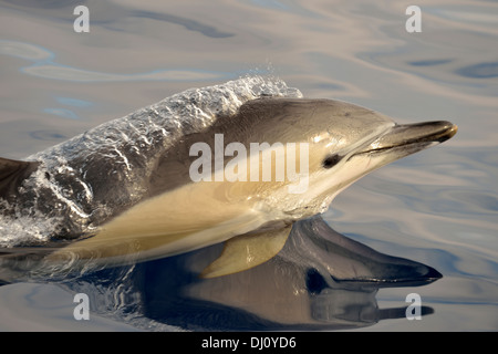 A breve becco delfino comune (Delphinus delphis) affiorante, delle Azzorre, di giugno Foto Stock