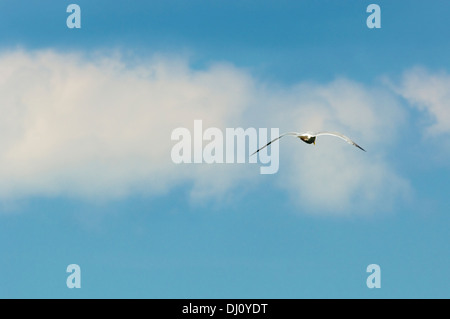 Un gabbiano solitario vola nel cielo sopra il lago Michigan. Foto Stock